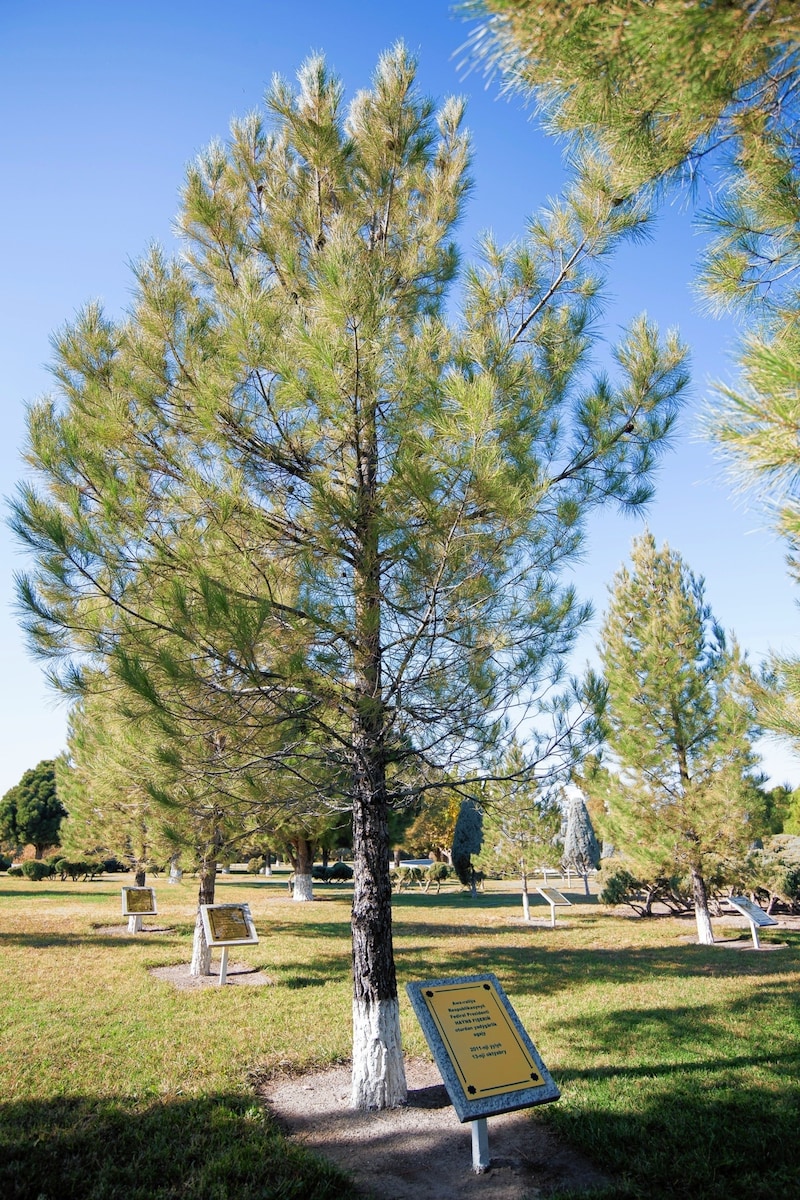 Der ehemalige Bundespräsident Heinz Fischer wurde in Turkmenistan mit einem Baum geehrt. Leider wird er dort als Australier betitelt. (Bild: BMEIA/ Michael Gruber)