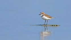 Seeregenpfeifer: Die Art ist einer der seltensten Vogelarten Österreichs. (Bild: ©Andreas - stock.adobe.com)