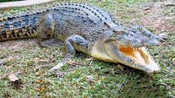 Künstliche Intelligenz soll künftig helfen, Krokodile in Australien aufzuspüren. (Bild: stock.adobe.com, Krone KREATIV)