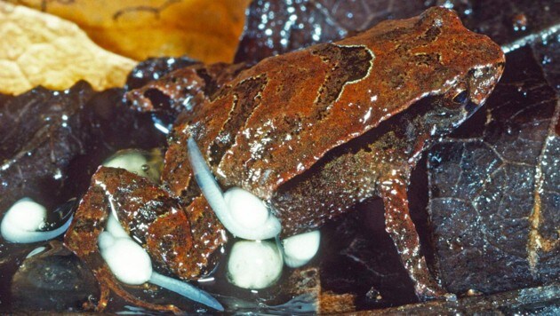 Die neu entdeckte Froschart trägt ihren Nachwuchs (weiß) am Körper. (Bild: Environment NSW/Stephen Mahony)