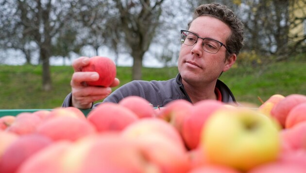 Manuel Mistlbacher beim "Apfelcheck". Die Voraussetzung für das Gütesiegel: vollreife gesunde Früchte, meist von Hand geerntet und sorgfältig verarbeitet. (Bild: Einöder Horst)