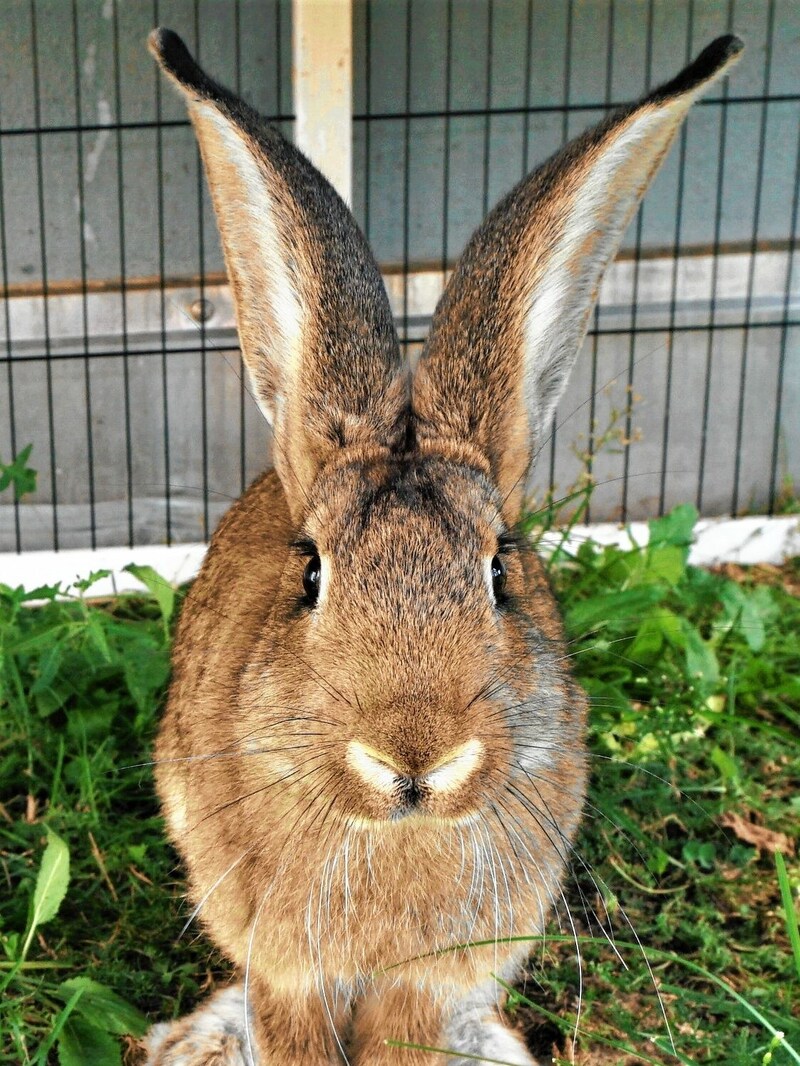 Großkaninchen „Olga“ braucht Platz bei Artgenossen. (Bild: TierQuarTier Wien)