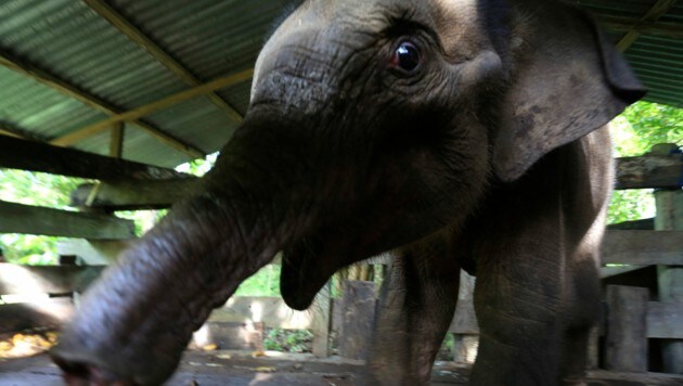 Das seltene Sumatra-Elefantenbaby geriet in eine vermutlich von Wilderern aufgestellte Falle. Auch die Amputation des Rüssels konnte das Leben des Elefanten nicht retten. (Bild: AP)