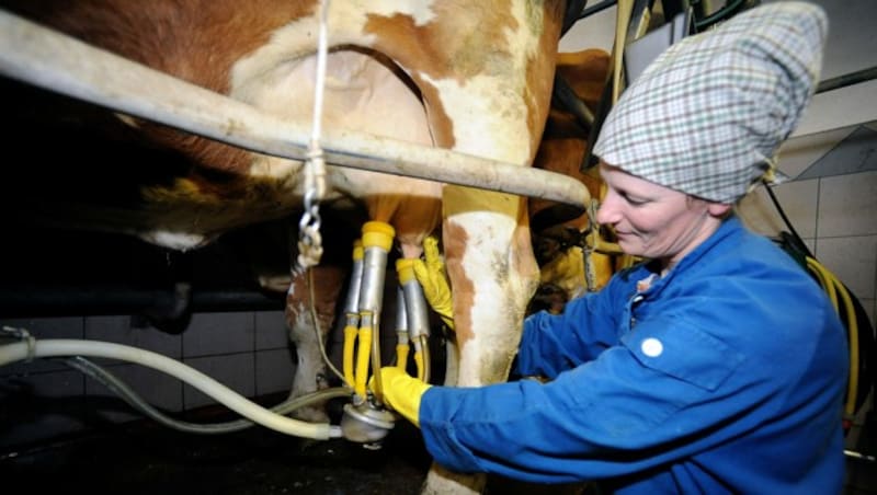 Im Stall herrschen keine sterilen Bedingungen (Bild: APA/BARBARA GINDL)