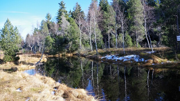 Der idyllische Weiher mitten im Hochmoor ist ein Ergebnis des jahrelangen Torfabbaus (Bild: Privat)
