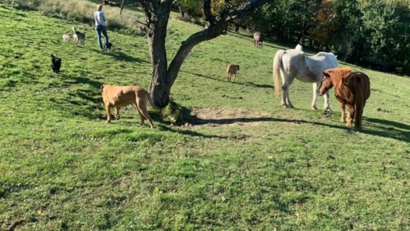 (Bild: Tierschutzverein Leben Lassen)