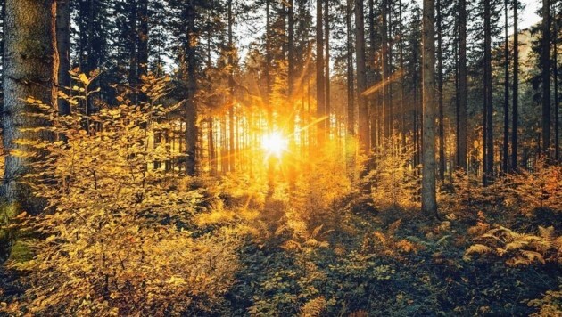 Der Herbst zeigt sich bis zur Wochenmitte von seiner schönen Seite: Durchatmen im Wald bringt Entspannung. (Bild: www.stefanleitner.com)