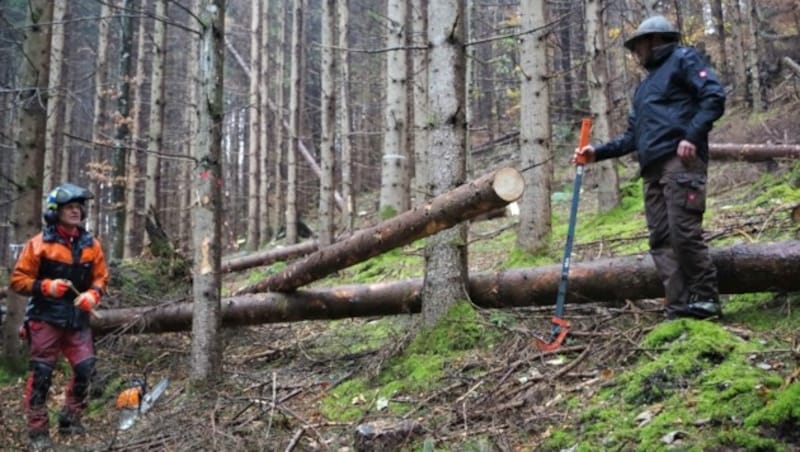 Ein gesunder Wald will gehegt und gepflegt werden (Bild: Rubina Bergauer)