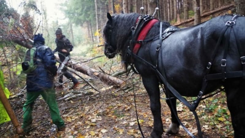 Erst werden die Bäume gefällt, dann kommt der Noriker „Fanti“ zum Einsatz (Bild: Rubina Bergauer)