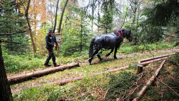 Mensch und Tier statt tonnenschwerer Traktoren und lärmender Maschinen (Bild: Rubina Bergauer)