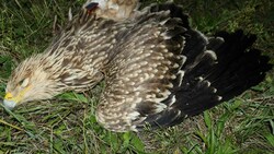 Adler „Johannes“ wurde ein Teil seines rechten Flügels abgerissen. (Bild: APA/MATTHIAS SCHMIDT)