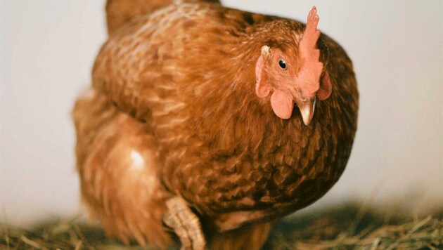 Vor Gericht: Tod eines Huhns. (Symbolbild) (Bild: Lugitsch)