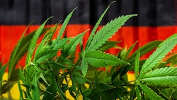 Cannabis soll in Deutschland bald für alle ab 18 legal erhältlich sein. (Bild: creativefamily - stock.adobe.com)