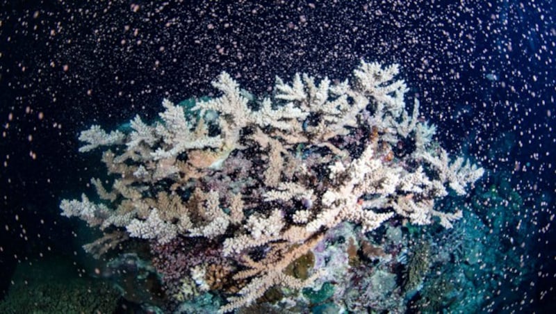 Mit einer speziellen In-vitro-Fertilisations-Technik konnten Korallen des Great Barrier Reefs in Australien neu wachsen. (Bild: Gabriel Guzman/Calypso Productions via AP)