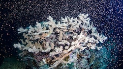 Mit einer speziellen In-vitro-Fertilisations-Technik konnten Korallen des Great Barrier Reefs in Australien neu wachsen. (Bild: Gabriel Guzman/Calypso Productions via AP)