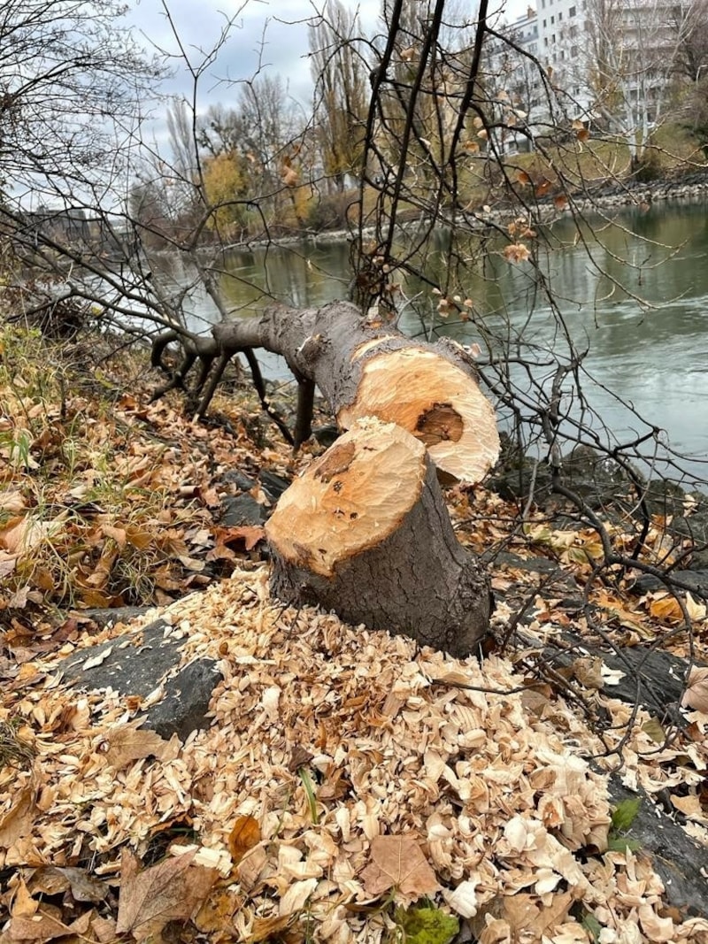 Biber am Donaukanal (Bild: zVg)