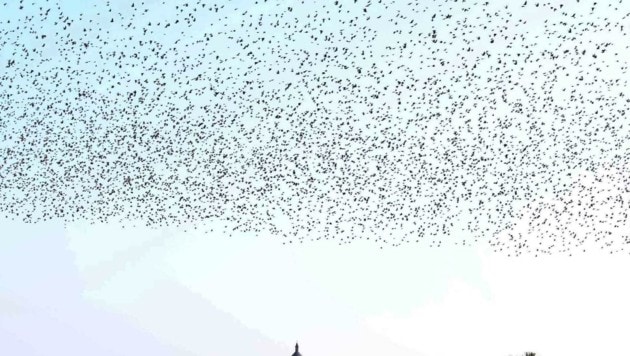 Ein Schwarm kann bis zu eine Million Vögel umfassen (Bild: Judt Reinhard)
