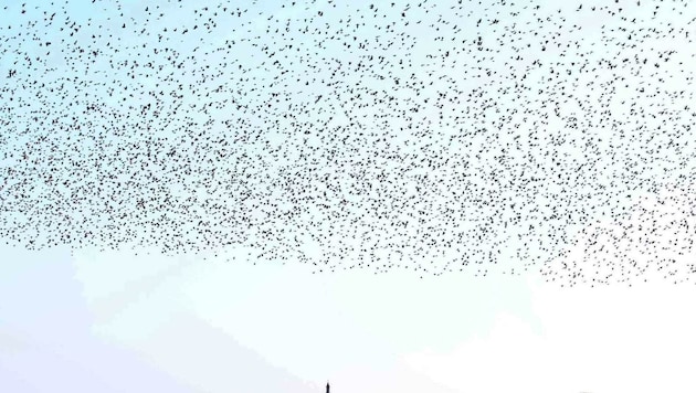 Ein Schwarm kann bis zu eine Million Vögel umfassen (Bild: Judt Reinhard)