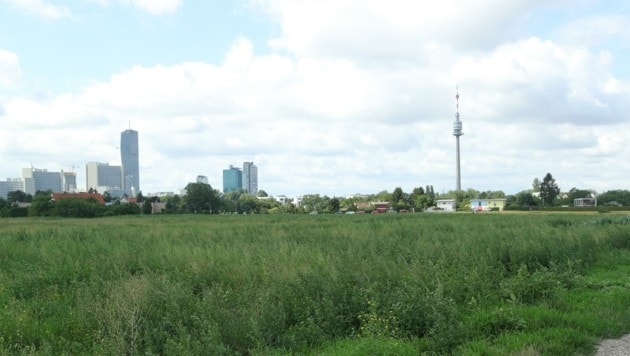 Der Verein Freies Donaufeld will möglichst viel Grünraum erhalten. (Bild: Tomschi Peter)