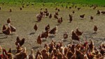 Ab sofort dürfen in Vorarlberg Hühner nicht mehr im Freien getränkt und gefüttert werden. (Bild: Privat)