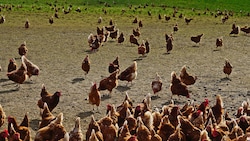 Ab sofort dürfen in Vorarlberg Hühner nicht mehr im Freien getränkt und gefüttert werden. (Bild: Privat)