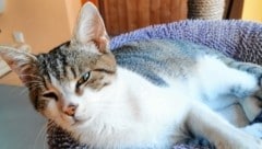 An die 90 Katzen freuen sich im Tierheim Osttirol über besondere Geschenke - auch dieser herzige, zugelaufene Kater. (Bild: Tierheim Osttirol)