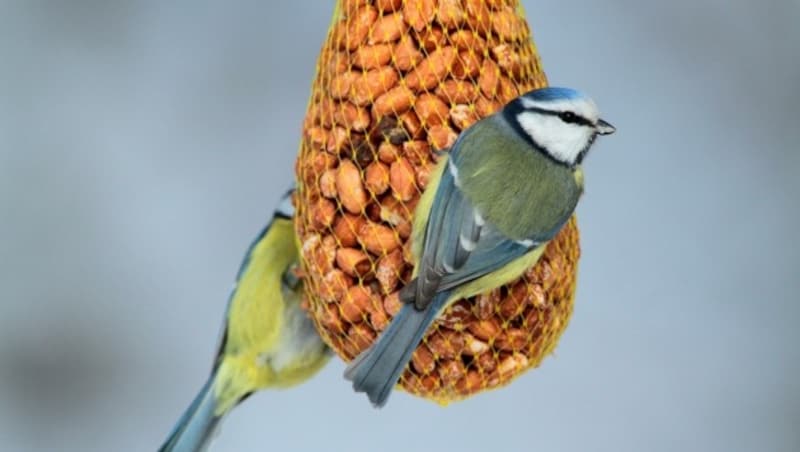 Die Blaumeise ist ein häufiger Gast am Futterhaus. (Bild: Josef Limberger)