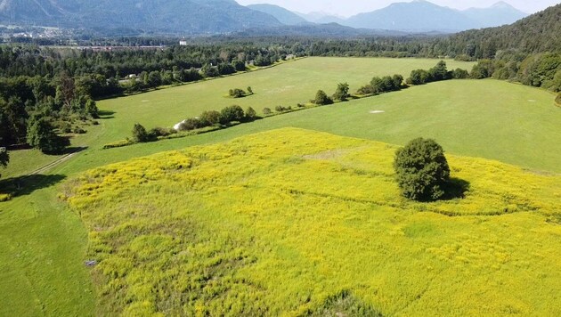 Das sechs Hektar große Grundstück befindet sich direkt neben zwei Natura-2000-Gebieten (Bild: Peter Jocham - Der Videofotograf)