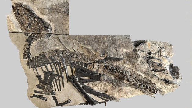 Die Forscher fanden unter anderem ein fast vollständig erhaltenes Dinosaurier-Exemplar, dem sie den Namen „Bruno“ verpassten. (Bild: P. Ferrieri (courtesy of Soprintendenza Archeologia, belle arti e paesaggio del Friuli-Venezia Giulia))