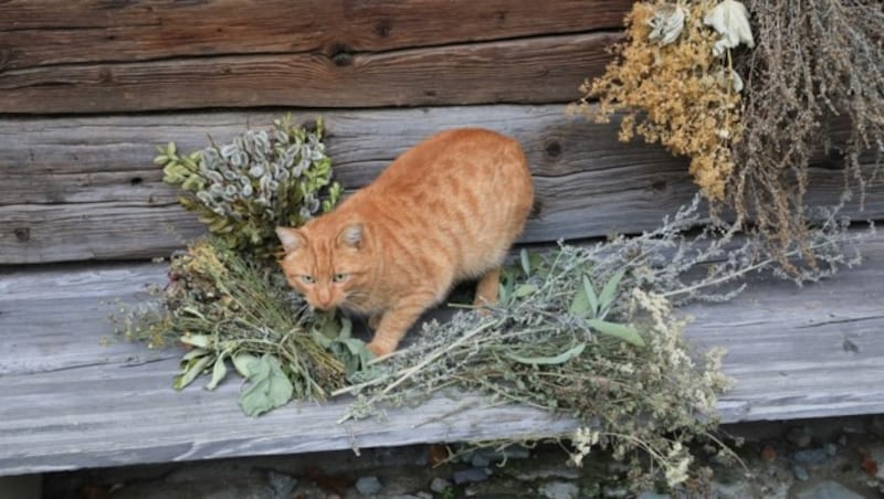 Auch Kater Garfield hat die Kräuter für gut befunden (Bild: Rojsek-Wiedergut Uta)