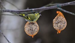 Auch solche Futterbälle kann man zu Hause im Garten für die Vögel aufhängen. (Bild: Honorar)