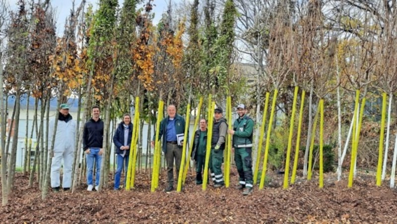 100 Jungbäume warten in der Mödlinger Stadtgärtnerei darauf, im kommenden Jahr als Schattenspender zum Einsatz zu kommen. (Bild: Stadtgemeinde Mödling)