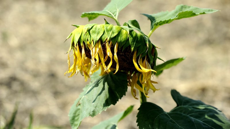 Sunflowers, among other crops, have suffered major drought damage. (Bild: APA/Herbert Pfarrhofer)