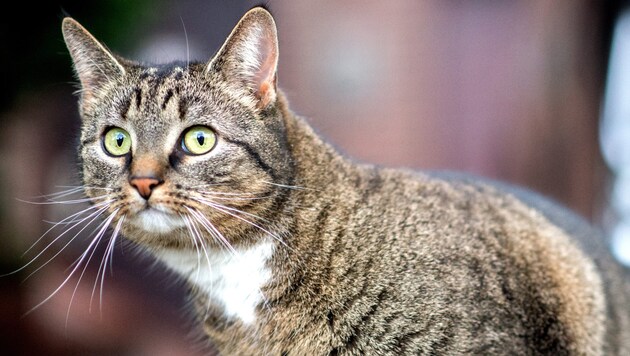 Estambul es conocida por sus numerosos gatos callejeros (imagen simbólica). (Bild: APA/dpa/Hauke-Christian Dittrich)