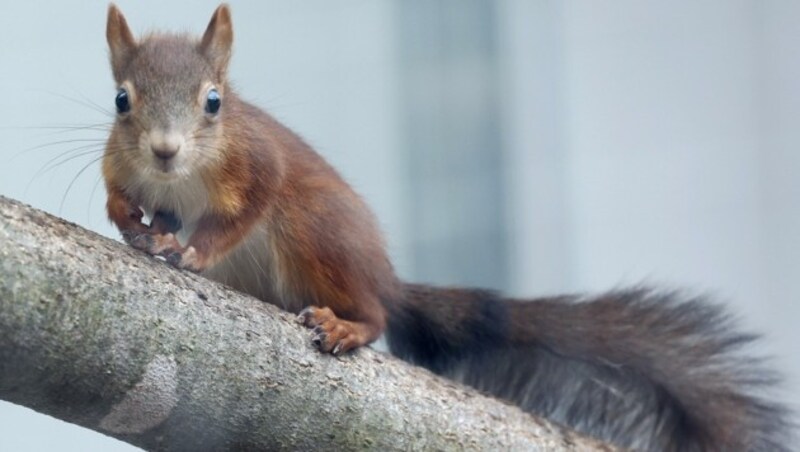 Fehlgeprägte Eichhörnchen werden im Tierasyl aufgenommen. (Bild: Klemens Groh)