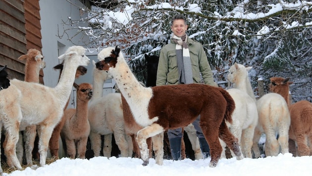 Der Wahlsteirer aus England kann viele Alpaka-Närrische auf seiner Ranch begrüßen - Gäste können auf dem Bauernhof auch nächtigen. (Bild: Christian Jauschowetz)