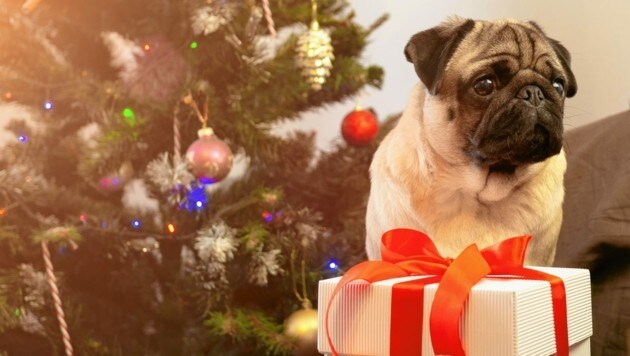 Tiere sind kein Weihnachtsgeschenk - und schon gar nicht aus illegaler Quelle oder wie dieser Mops aus einer Qualzucht . (Bild: ©Yekatseryna - stock.adobe.com)