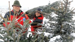 Veit Prettner erntet die Bäume gemeinsam mit seinem Sohn auf seiner Plantage in St. Donat. (Bild: Uta Rojsek-Wiedergut)