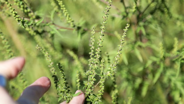 Die allergischen Reaktionen auf Ragweed reichen von Ausschlägen bis hin zu Asthma. (Bild: Evelyn Hronek)