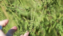 Die allergischen Reaktionen auf Ragweed reichen von Ausschlägen bis hin zu Asthma. (Bild: Evelyn Hronek)