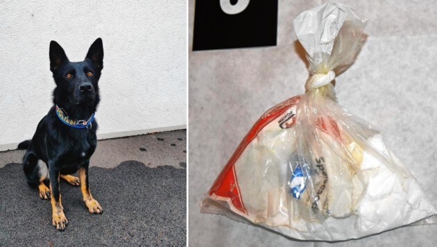 Drogenspürhund „Domina“ erschnüffelte ein Sackerl mit 480 Gramm reinem Kokain. (Bild: LPD Wien)