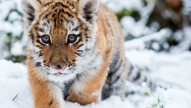 Das Symbolbild zeigt Tiger-Baby Dragan 2015 im Zoo in Eberswalde. Der WWF hat darauf aufmerksam gemacht, dass die Artgenossen des Kleinen im Osten Russland von extremen Schneemassen bedroht werden. (Bild: APA/AFP PHOTO / DPA / PATRICK PLEUL)