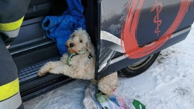 Am Samstag befreite die FF Bad Kleinkirchheim den Hund aus seiner misslichen Lage (Bild: zVg/FF Bad Kleinkirchheim)