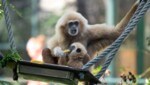 Der Gibbon-Nachwuchs mit seiner Mutter im Zoo Schönbrunn (Bild: AFP)