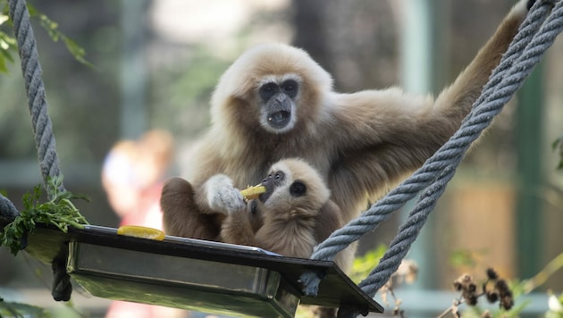 Der Gibbon-Nachwuchs mit seiner Mutter im Zoo Schönbrunn (Bild: AFP)