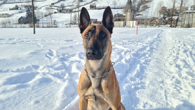 Polizeihund „Ari“ (Bild: Kapo St. Gallen)