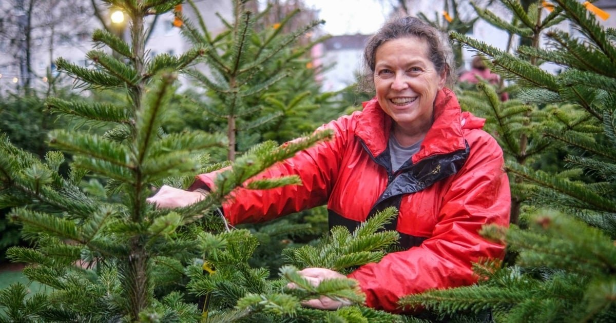 Comparison is worthwhile – 14.15 euros price difference for Christmas trees in Upper Austria