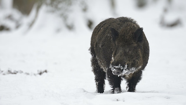 Infiziert sich ein Wildschwein mit dem hochansteckenden Virus und hat Kontakt mit einem Hausschwein könnte das den gesamten Bestand einer Landwirtschaft gefährden. (Bild: Michael Breuer)