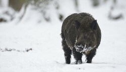 Infiziert sich ein Wildschwein mit dem hochansteckenden Virus und hat Kontakt mit einem Hausschwein könnte das den gesamten Bestand einer Landwirtschaft gefährden. (Bild: Michael Breuer)