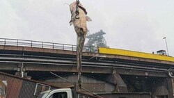 Der Riesenfisch beim Abtransport in Linz (Bild: zVg)